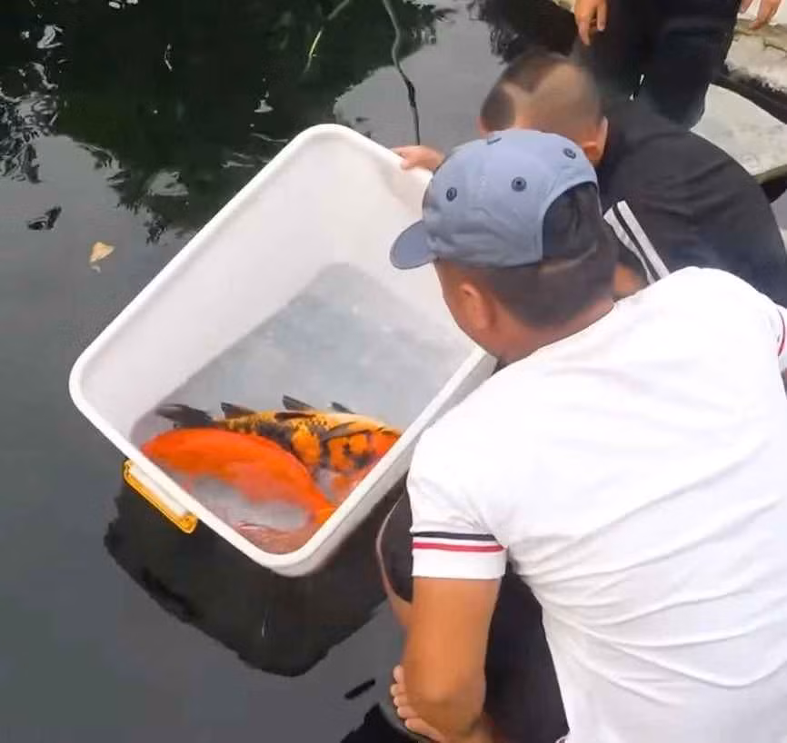 Trong video, quang cảnh hồ cá Koi của Mao đệ được ghi hình với độ bề thế từ không gian tới số lượng những con cá trị giá 30-40 triệu đồng/con.