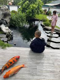 Theo tìm hiểu, hồ cá Koi được Mao đệ đầu tư khoảng 600 triệu đồng thời điểm đầu.