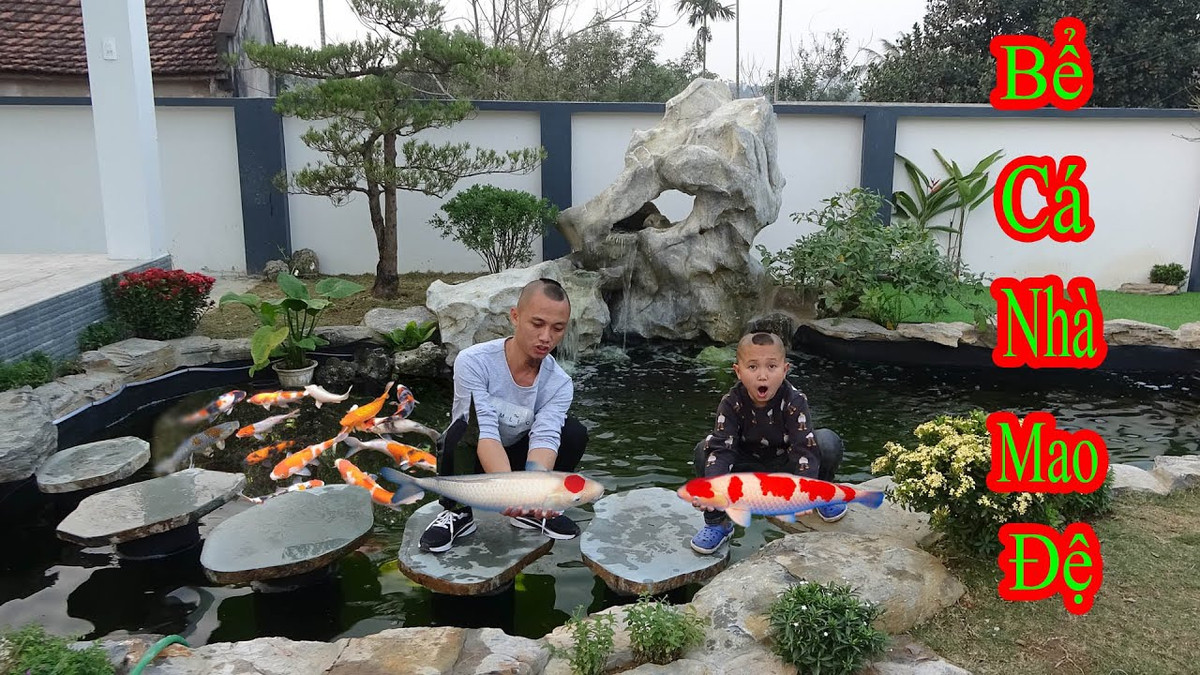 Vậy nhưng điều đáng buồn là đàn cá Koi này trong bể nhà Mao Đệ lại đang có dấu hiệu bị nấm trên đầu khiến tình trạng rất yếu.