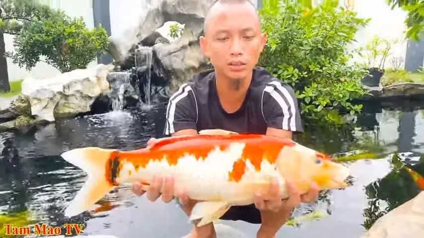 Chơi cá koi tiền tỷ, anh em Tam Mao TV bất ngờ gặp biến Choi ca koi tien ty, anh em Tam Mao TV bat ngo gap bien