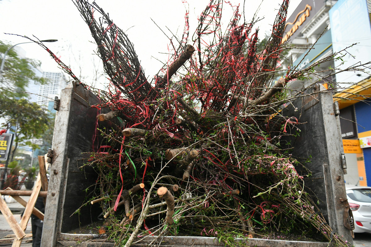 Đi dọc con phố, từng tốp xe tải chờ để đưa những cành đào rừng không bán được về.