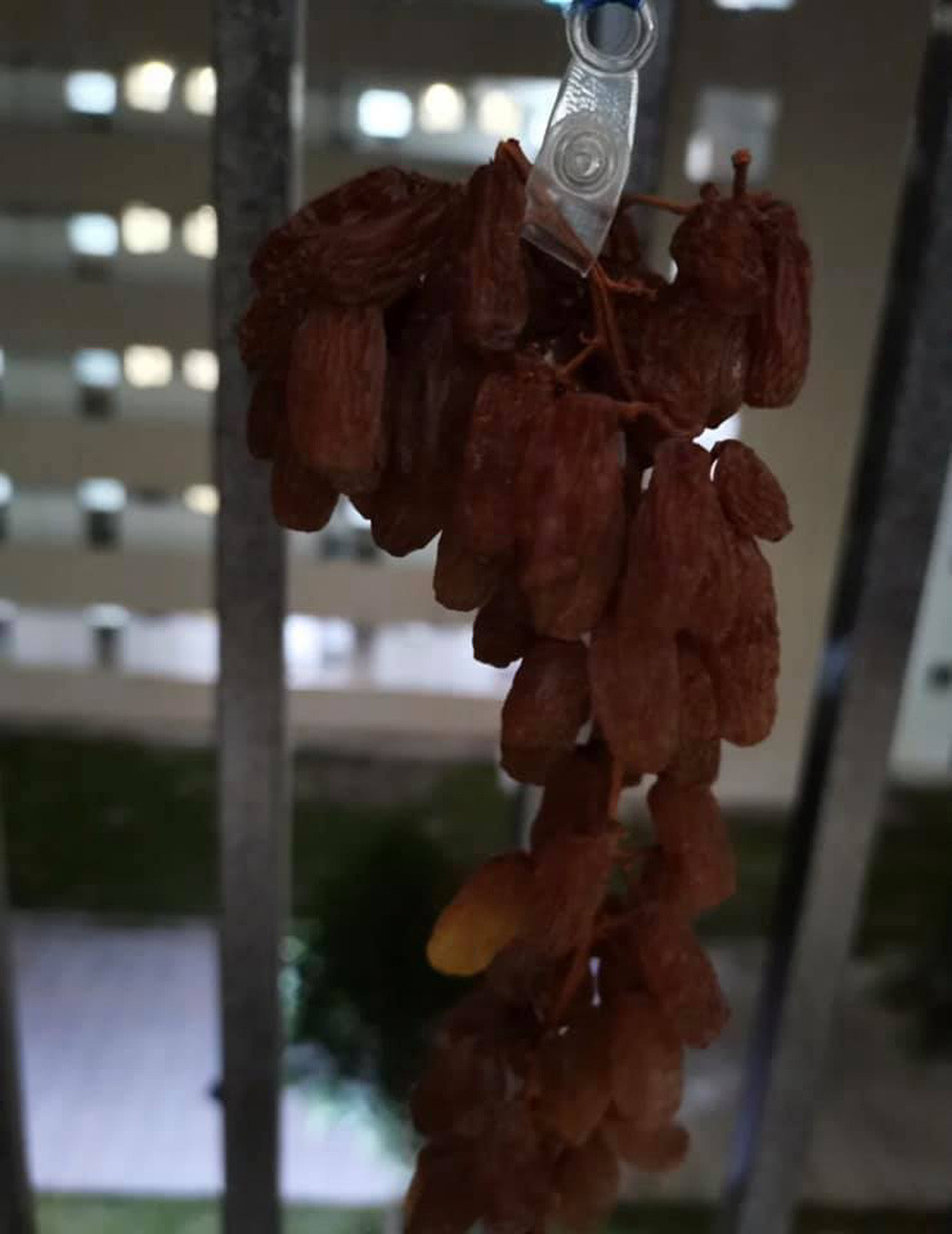 Nhìn vào những tấm hình, rõ ràng nho đã được treo ở nơi thoáng gió, đón ánh nắng trực tiếp và nắng to.