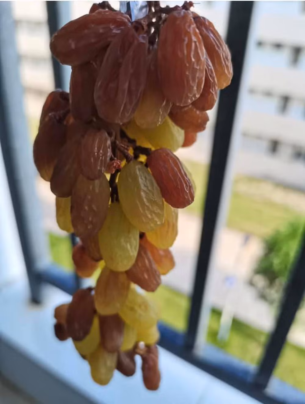 Cụ thể, thành viên này có viết: "Tuần trước tôi đã mua rất nhiều nho mà lỡ tay mua quá nhiều đến nỗi tủ lạnh không còn chỗ để giữ chúng tươi. Khi trời nắng to, ý tưởng làm nho khô nảy ra nên tôi hí hửng làm với tâm trạng vui vẻ".