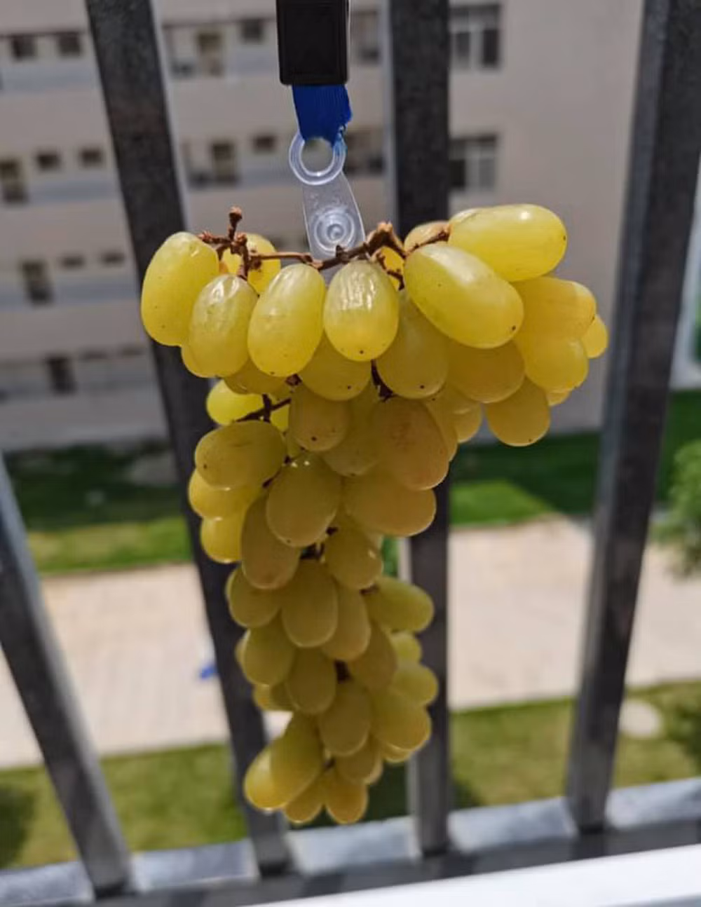 Còn nhớ trào lưu làm hồng treo gió tại nhà một thời "hót hòn họt" và đến nay chưa có dấu hiệu hạ nhiệt, thậm chí còn chuyển sang một level khác bá đạo hơn.