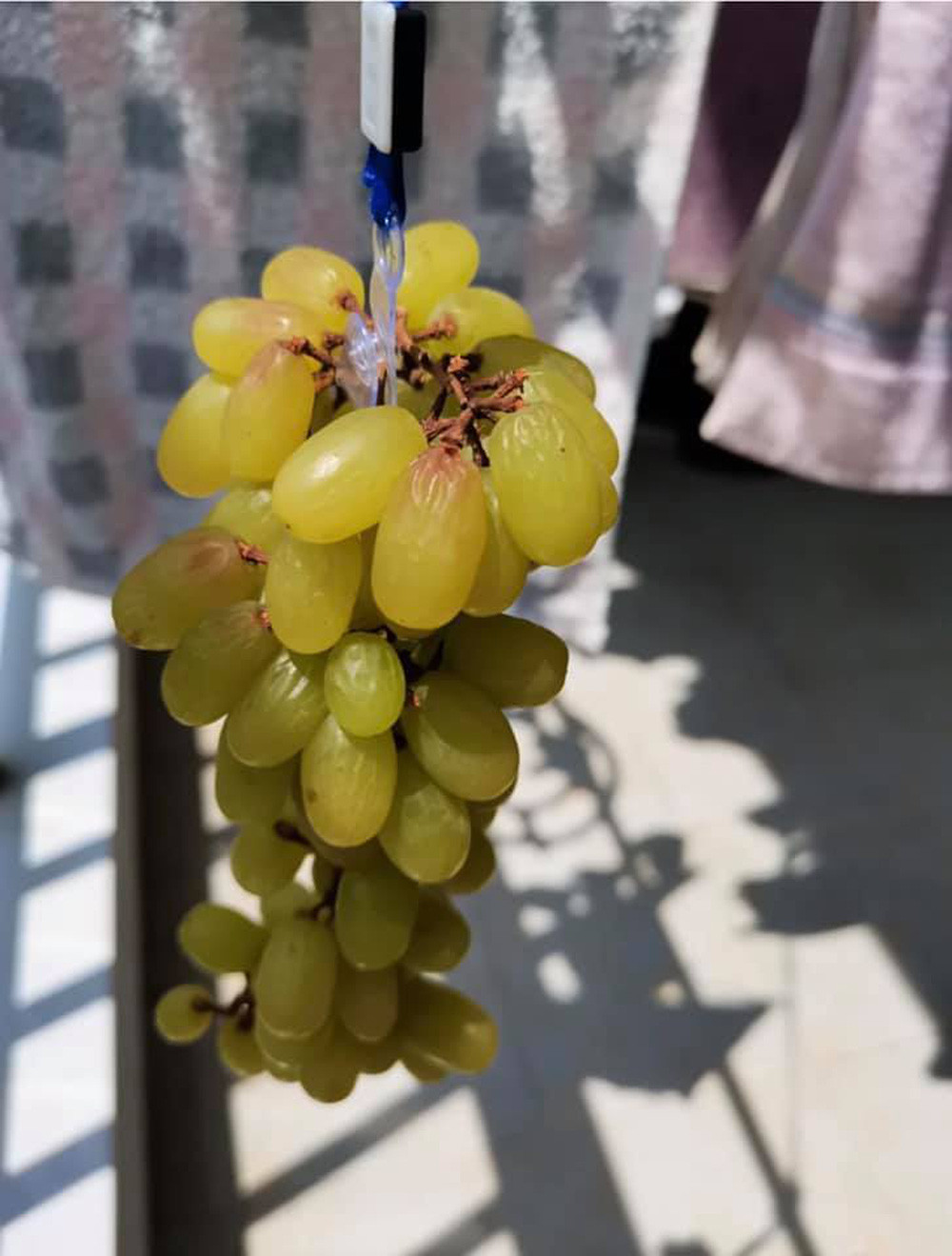 Thay vì chỉ sử dụng mỗi trái hồng, mọi người tận dụng vô số loại trái cây để treo thành chùm rồi hong trước gió, đợi đến khi khô sẽ có món ngon.