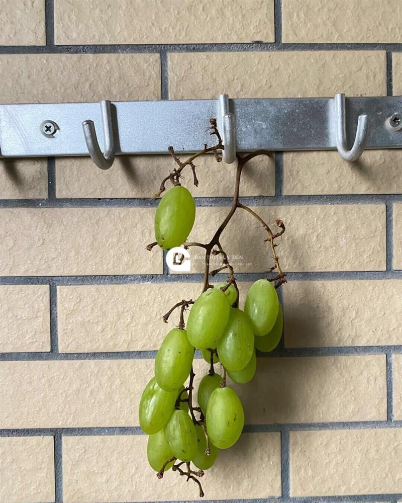 Thế nhưng ở ngày thứ tám, khi cả chùm nho đã ngả nâu thì chủ nhân của nó thông báo: "Không ăn được, thối um các bạn ơi".