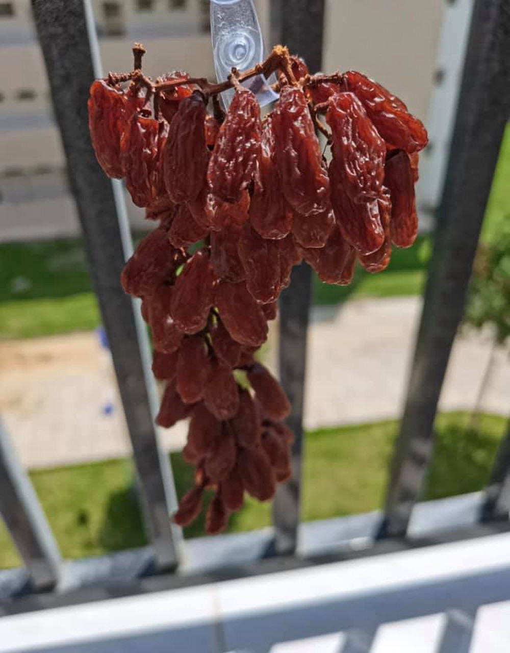 Qua vài ngày, những quả đầu cuống đã bắt đầu ngả nâu, có vẻ nho xuống nước và khô dần rồi.