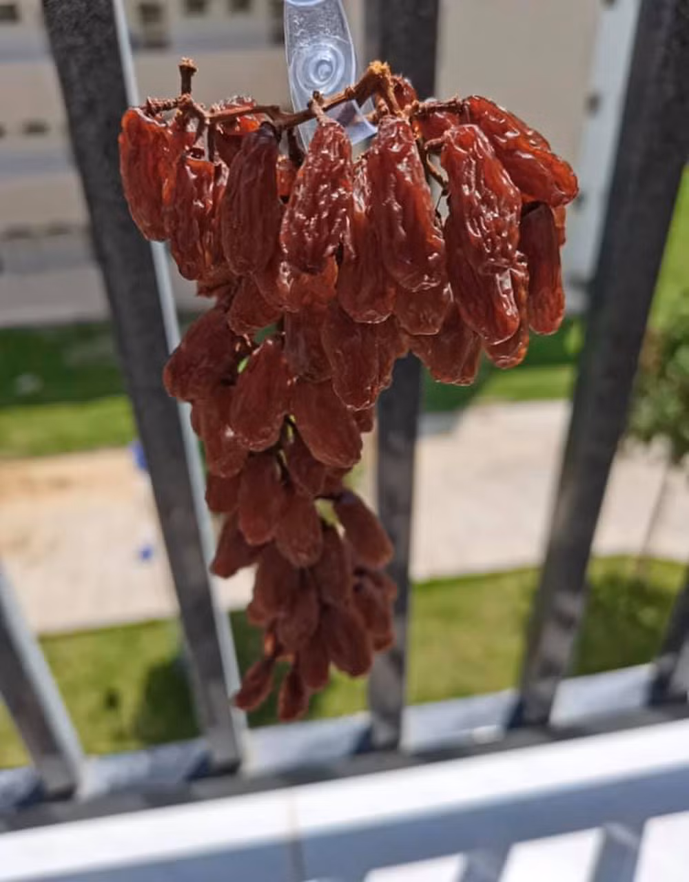 Qua vài ngày, những quả đầu cuống đã bắt đầu ngả nâu, có vẻ nho xuống nước và khô dần rồi.