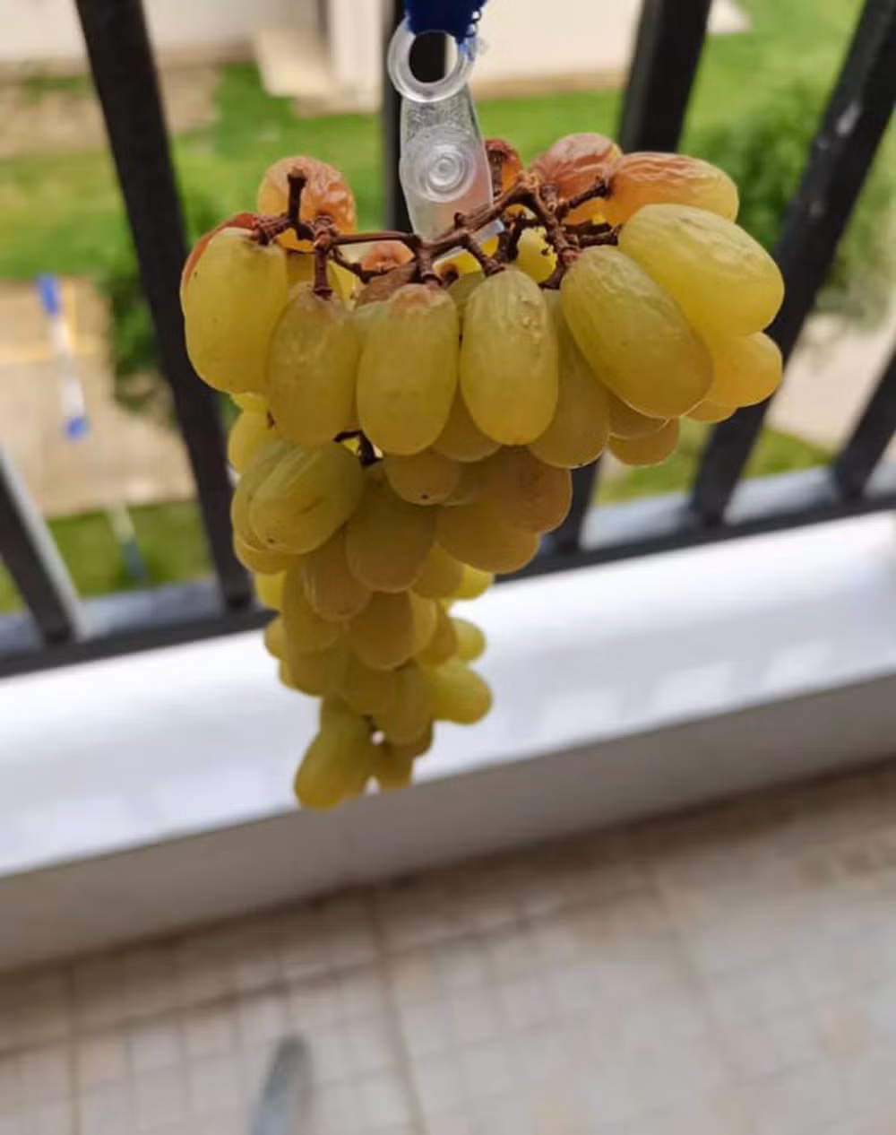 Mới đây, 1 thành viên trên mạng đăng tải câu chuyện làm nho khô của mình thu hút sự chú ý của dân mạng.