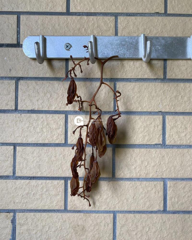 Ngày có thể nắng to nhưng đêm có sương. Cứ để mấy ngày liên tục như thế thì nho bị ẩm và dẫn đến mốc thối.