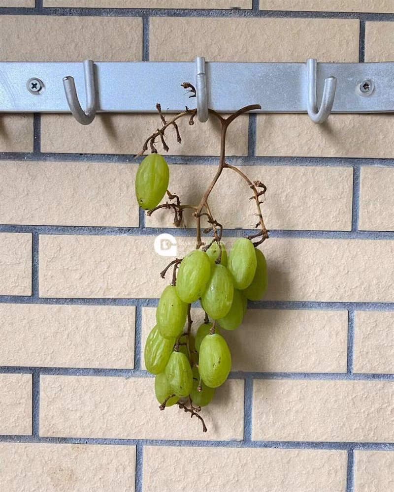 Đến lúc này ai cũng băn khoăn, rõ ràng làm nho khô là phơi nho ra ngoài, sao lại thối được nhỉ?