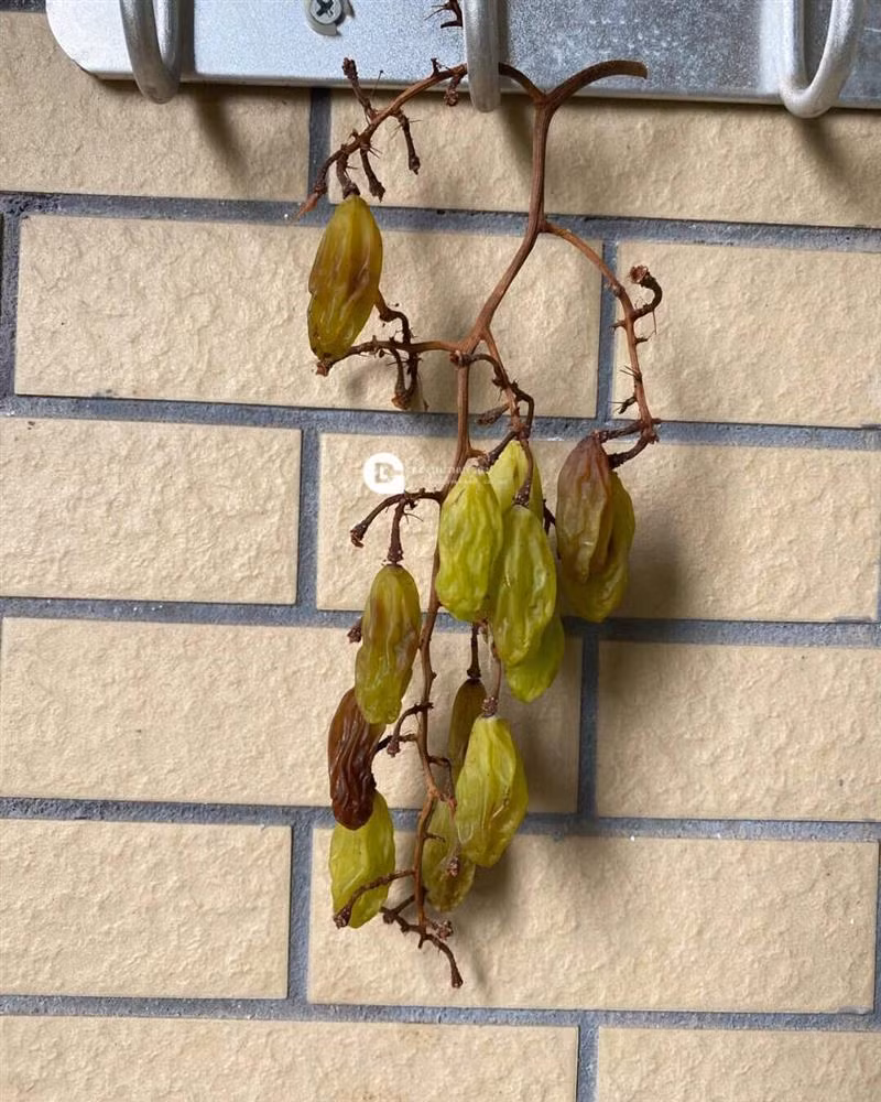 Dưới phần bình luận, nhiều dân mạng cho rằng riêng chuyện phơi chùm xuyên từ ngày sang đêm như vậy là một nguyên nhân.