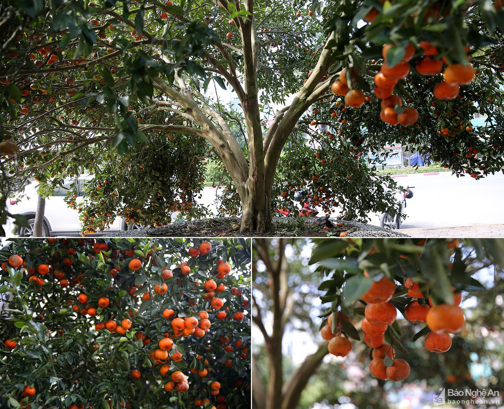 Cây quýt có khoảng 3 tạ quả.