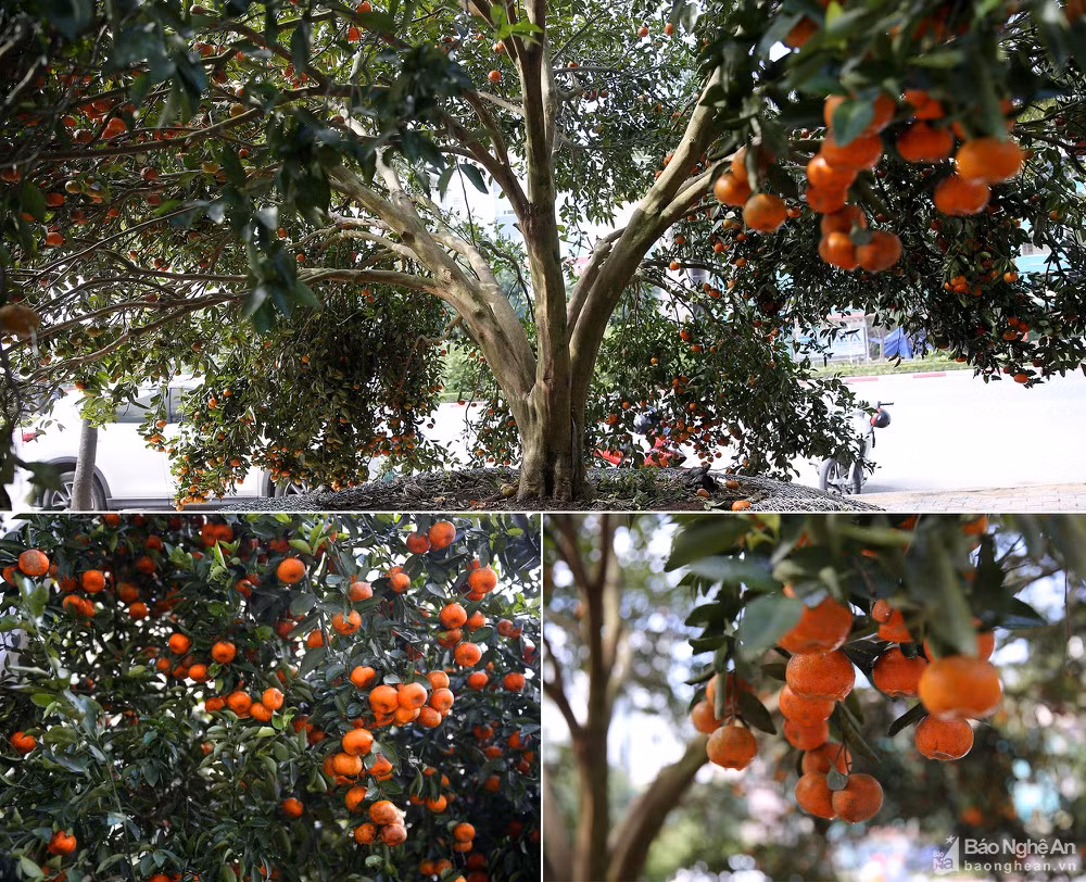 Cây quýt có khoảng 3 tạ quả.