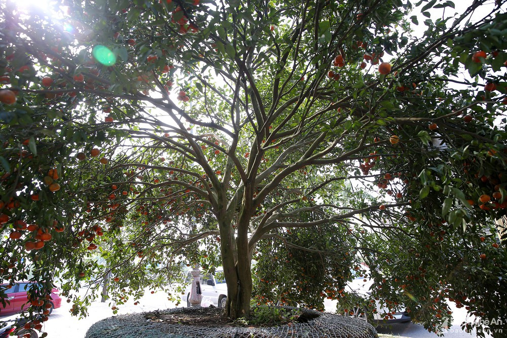 Với giá rao bán 100 triệu đồng - đây đang là cây quýt có giá cao nhất trên địa bàn thành phố Vinh hiện nay. 