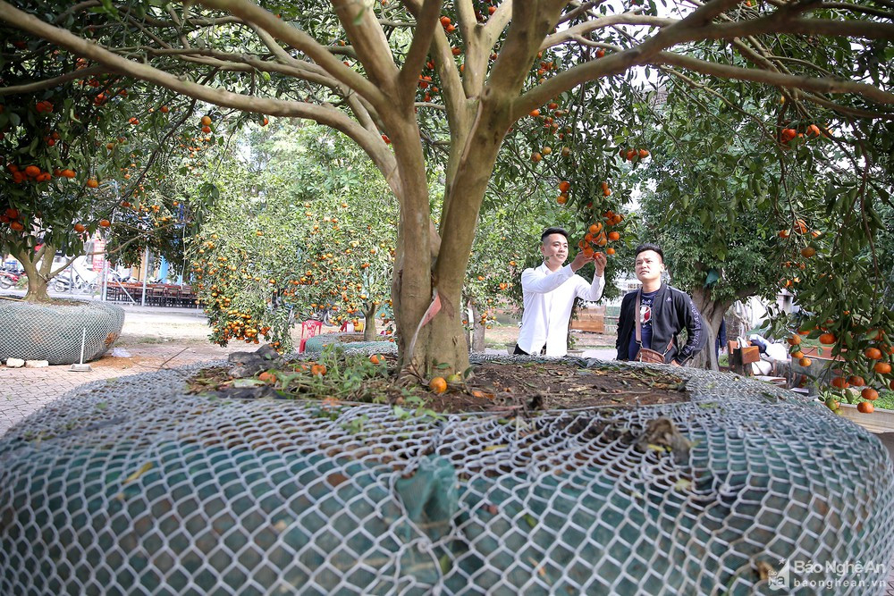 Để vận chuyển cây quýt này về được TP Vinh, các thương lái phải dùng các máy cẩu và xe vận chuyển lớn, cùng đó hơn 3 ngày mới đưa được về đến thành phố.