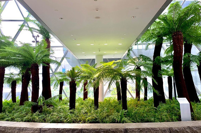 “Cây này được người nước ngoài sử dụng rất nhiều trong trang trí nhà cửa, văn phòng, hàng quán… vì chúng dễ trồng, dễ chăm sóc và tuổi thọ cao”, anh cho hay.