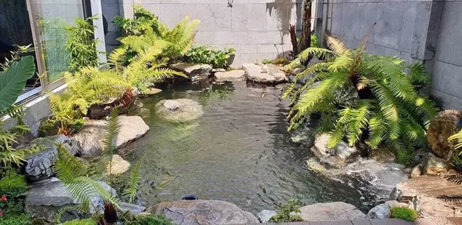 Theo anh, đất trồng chỉ cần giàu mùn và tơi xốp để giữ ẩm và thoát nước tốt là được, không cần bón phân cầu kỳ. Khi tưới nước, người trồng chỉ cần tưới 30% lượng nước vào gốc còn 70% tưới lên thân.