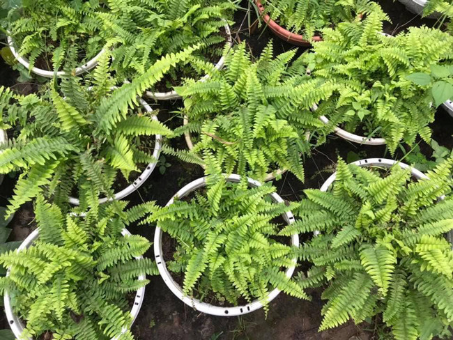 Anh Công Vũ (ngõ 24 Đại Mỗ, Nam Từ Liêm, Hà Nội) cho biết loại cây này có rất nhiều ưu điểm, giải quyết được một số bài toán khó về trồng cây xanh trong công trình mà nhiều loại cây khác không làm được. Vì thế, anh đã lựa chọn chúng để làm cảnh và bán cho những người có nhu cầu.