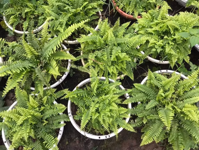 Anh Công Vũ (ngõ 24 Đại Mỗ, Nam Từ Liêm, Hà Nội) cho biết loại cây này có rất nhiều ưu điểm, giải quyết được một số bài toán khó về trồng cây xanh trong công trình mà nhiều loại cây khác không làm được. Vì thế, anh đã lựa chọn chúng để làm cảnh và bán cho những người có nhu cầu.