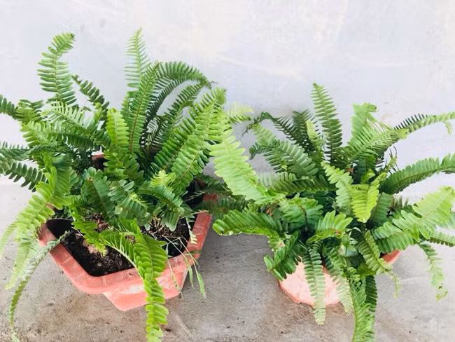 Nhưng khi được đưa lên chậu làm cây cảnh, dương xỉ bán với giá rất cao, có những chậu lên đến chục triệu đồng.