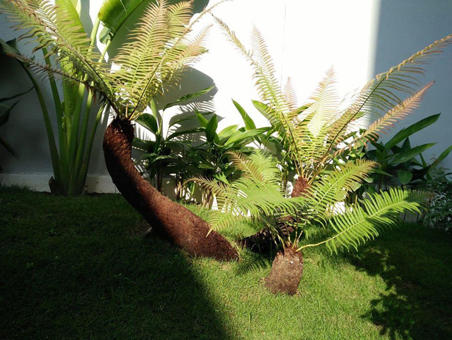 Sở dĩ dương xỉ cổ đại có giá cao, vì chúng đươc khai thác ở các vùng rừng sâu trong nước và chúng rất hiếm, tuổi đời mỗi cây có thể lên tới hàng trăm năm.