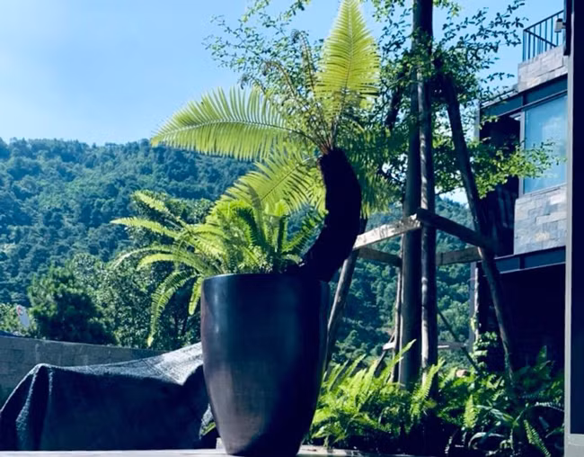 Tuy nhiên, anh lưu ý loại dương xỉ thân gỗ là khó trồng nhất, nếu không “hiểu” về nó sẽ khó tự trồng được. “Không giống 2 loại kia, dương xỉ thân gỗ phải được giữ ẩm toàn thân trong quá trình ươm, tránh ánh nắng trực tiếp nên phải quấn vải quanh thân để giữ ẩm cho cây. Sau 2-3 tháng khi cây phát triển cứng cáp, cách chăm sóc sẽ như những loại dương xỉ khác”, anh nói.