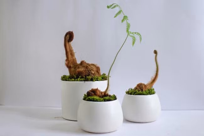 Loai cay tu thoi co dai, moc dai bo tuong, nay lam canh ban ca chuc trieu