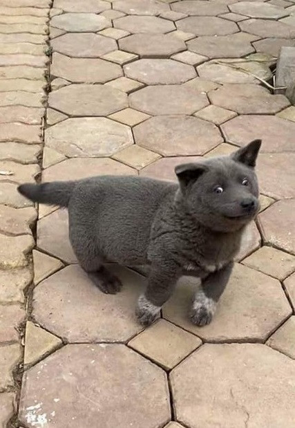 Được chủ đặt cho cái tên Nguyễn Văn Dúi, kể từ đó, cậu bạn 4 chân nhanh chóng nhận được sự yêu mến của đông đảo netizen.