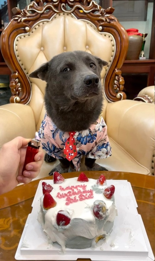 Mới đây, idol Nguyễn Văn Dúi đã được chủ nhân tổ chức cho bữa tiệc sinh nhật mừng 2 tuổi có đầy đủ bánh kem cùng nến chúc mừng.