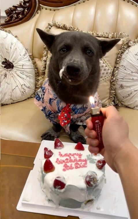 Nhiều người nhận xét rằng nét ngây thơ của chú chó trước đây gần như đã được thay thế hoàn toàn bởi vẻ “giang hồ”, đanh đá.