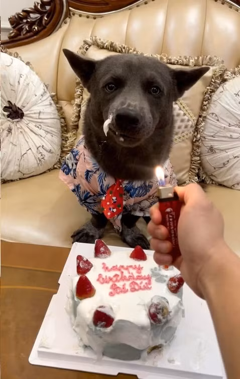 Nhiều người nhận xét rằng nét ngây thơ của chú chó trước đây gần như đã được thay thế hoàn toàn bởi vẻ “giang hồ”, đanh đá.