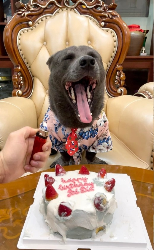 Thế nhưng trong loạt ảnh được tung ra trên fanpage, mọi người lại dành toàn bộ sự chú ý vào từng biểu cảm của Dúi.