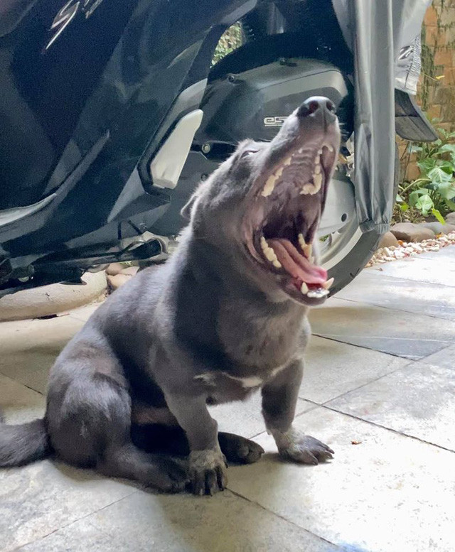 Gương mặt tấu hài thành thương hiệu, cùng với đó là đôi chân ngắn lũn cũn đã trở thành đặc điểm nhận dạng vô cùng đáng yêu của Dúi.