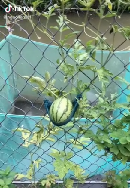 Từ khi việc khoe dưa hấu nhà trồng trở thành trào lưu được nhiều người quan tâm, rất nhiều thành phẩm tự trồng tại nhà với những hình thù khác lạ hoặc có phần ruột gây bất ngờ được "ra mắt".