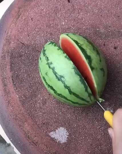 Dù không được to nhưng quả dưa hấu được nằm võng lại đạt đủ tiêu chuẩn xanh vỏ, đỏ lòng, cùi mỏng.