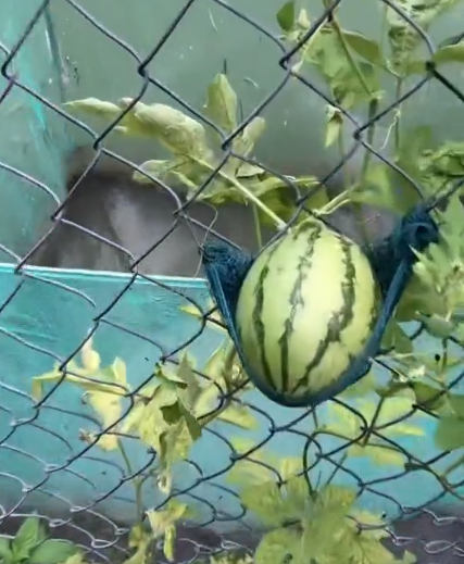 Chính vì để leo lên giàn, cô đã phải mắc những chiếc "võng" để đỡ các quả dưa, tránh bị rụng do quá nặng. Sự thú vị này đã thu hút không ít lượt xem trên mạng xã hội.