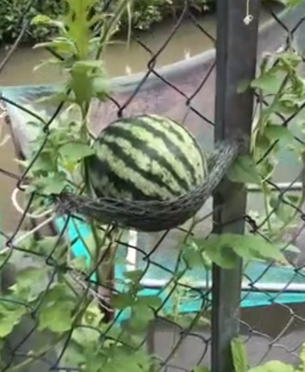 Mới đây, một cô gái khoe trồng dưa hấu. Điều đặc biệt nằm ở chỗ, cây dưa hấu của cô không mọc lan trên mặt đất như những nhà khác mà leo lên giàn.