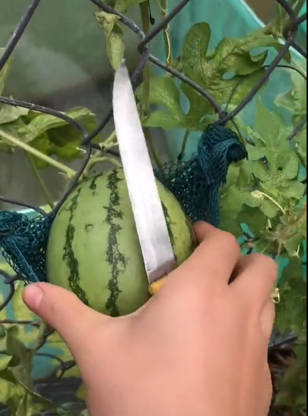 Đáng chú ý hơn nữa có lẽ chính là màn bổ dưa của cô gái này.