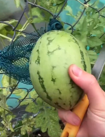 Vì một tay đang phải cầm điện thoại nên cô phải bổ dưa hấu chỉ với 1 tay.