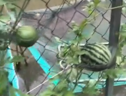 Dù không phải quả dưa hấu to và đỏ như ngoài hàng bán nhưng việc trồng được giàn dưa ra trái đối với những người làm vườn không chuyên cũng là điều rất vui và hạnh phúc rồi.