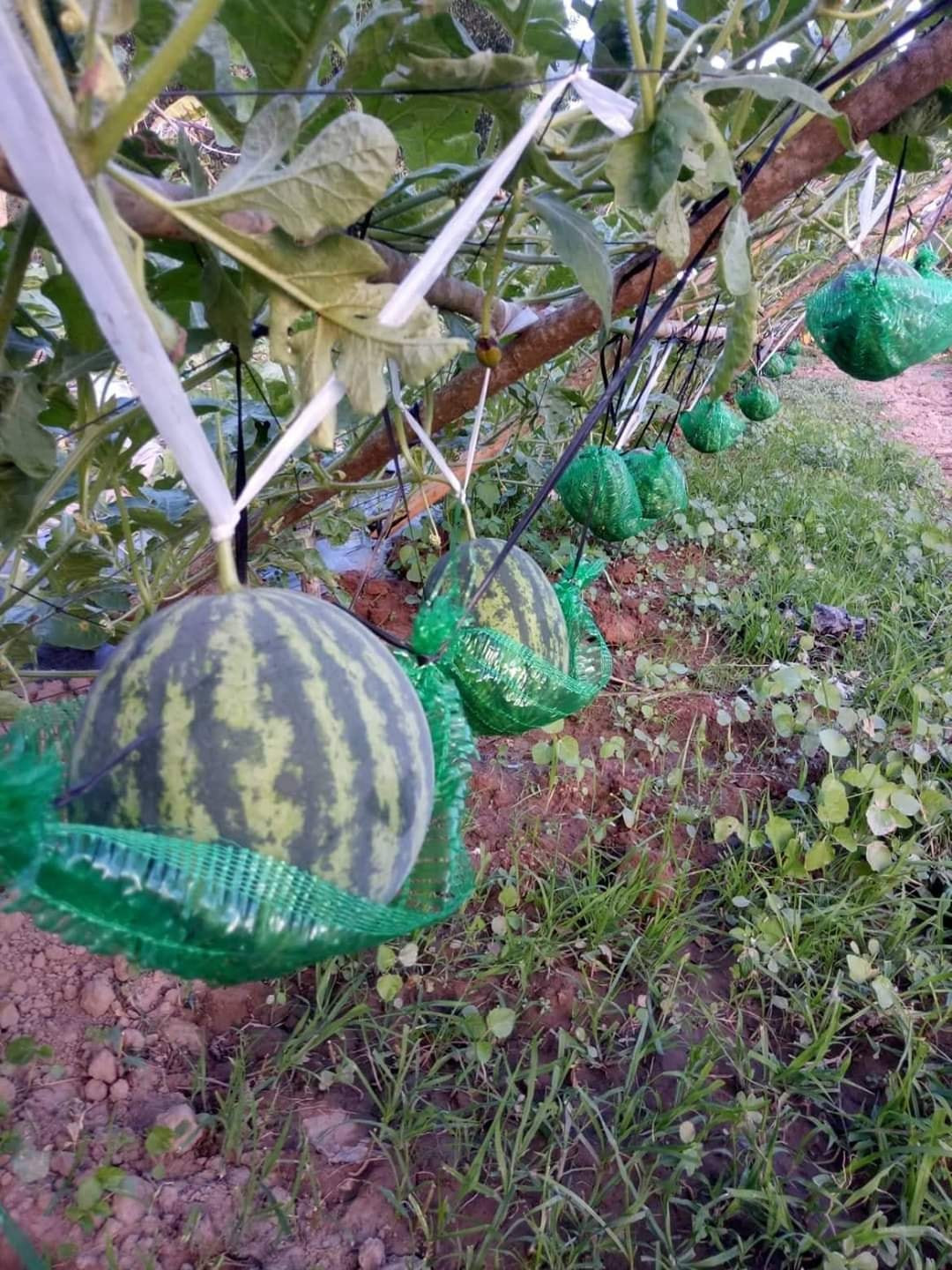 Thế nhưng, vẫn phải khen rằng cô gái này trồng dưa rất giỏi và bổ dưa cũng kỹ thuật hơn nhiều người.