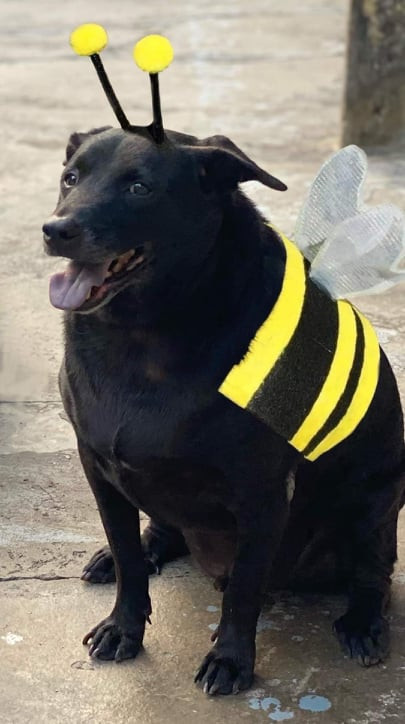 Không rõ chị ong nâu hay chị ong đen.