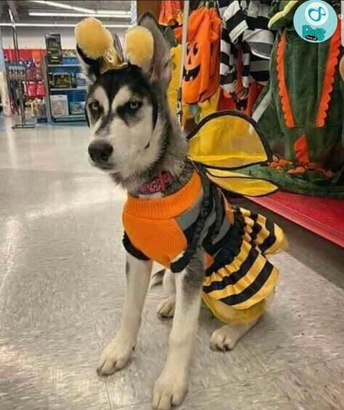 Chị ong nâu phiên bản siêu ngáo.