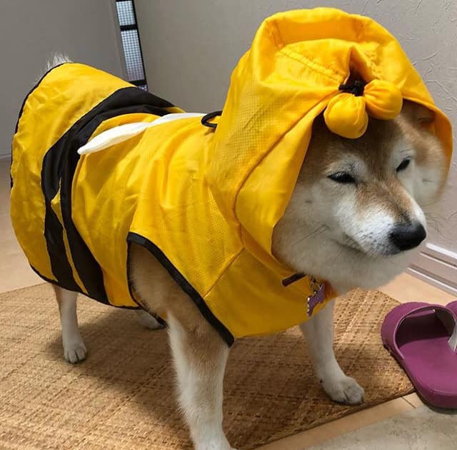 Chị ong nâu cosplay phiên bản siêu dễ thương.