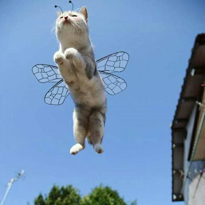 Hết chó đến mèo có màn cosplay chị ong nâu.