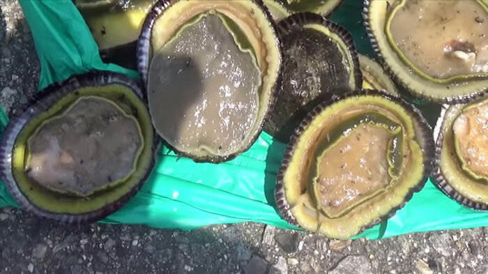 YouTuber Viet Nam bi len an du doi vi loat clip san bat hai san o Nhat Ban-Hinh-2