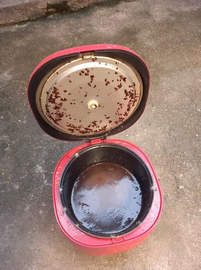 Trên thực tế, có rất nhiều cô cậu phải rơi vào tình trạng “trớ trêu” này, dọn dẹp phòng cẩn thận nhưng lại quên cọ rửa nồi cơm điện. Đến lúc quay lại, mở nồi cơm ra mới phát khóc khi thấy trong nồi đã um tùm nấm mốc.