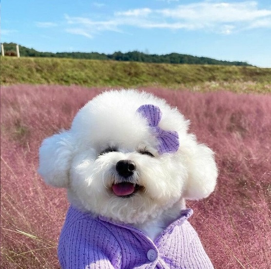 Cô chó cưng thuộc giống Bichon Frise đến từ Hàn Quốc có tên Ham Arang dạo gần đây đã trở thành ngôi sao mới nổi trong làng thú cưng được nhiều người trên thế giới biết đến cũng chính bởi những điều này.