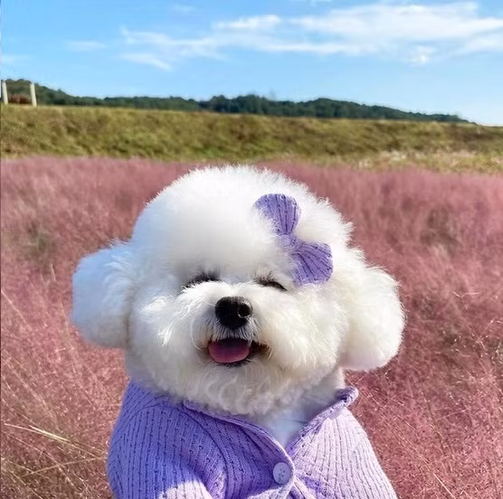 Cô chó cưng thuộc giống Bichon Frise đến từ Hàn Quốc có tên Ham Arang dạo gần đây đã trở thành ngôi sao mới nổi trong làng thú cưng được nhiều người trên thế giới biết đến cũng chính bởi những điều này.